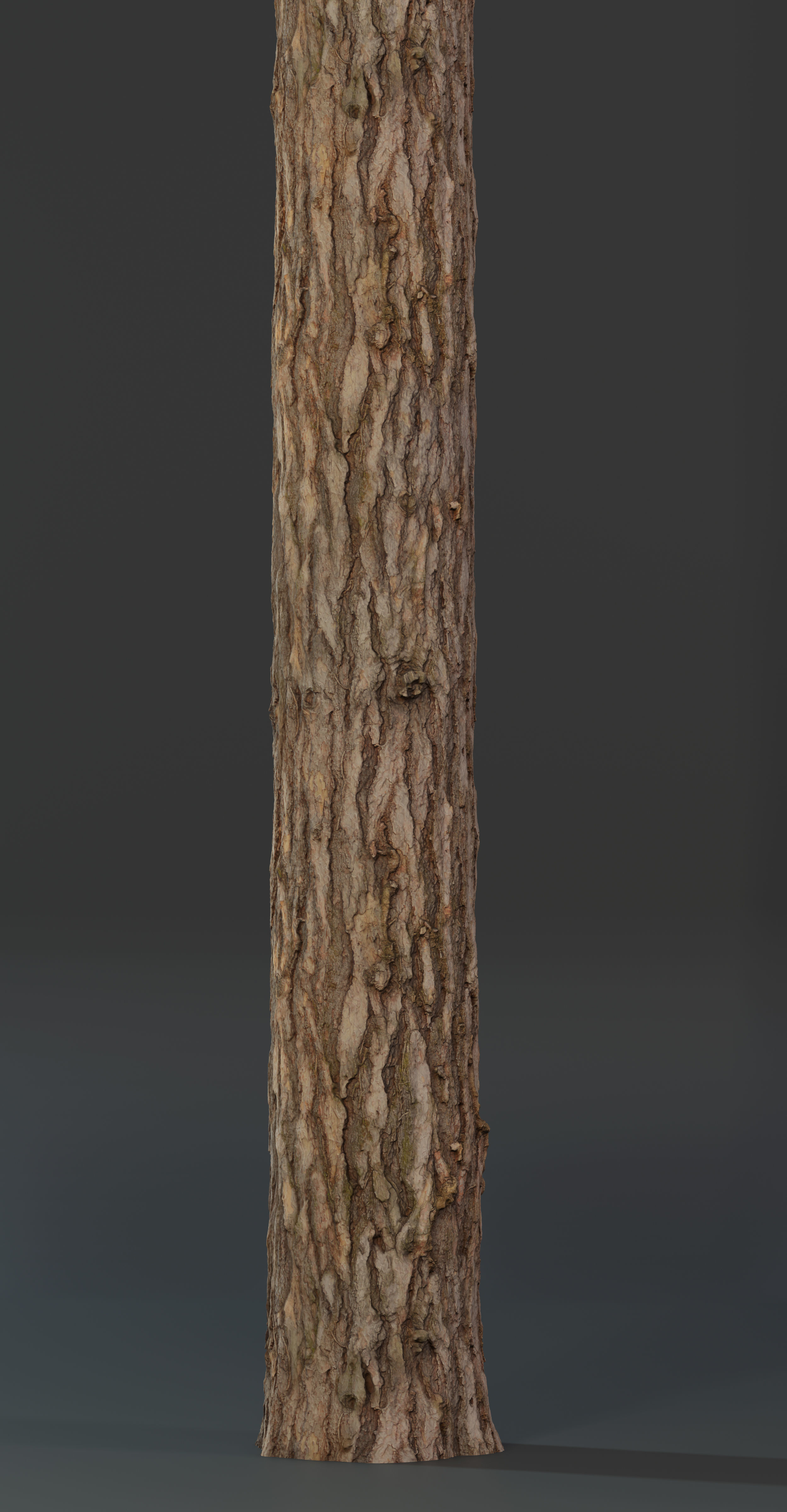 Pine Texture 8K PBR Texture_11