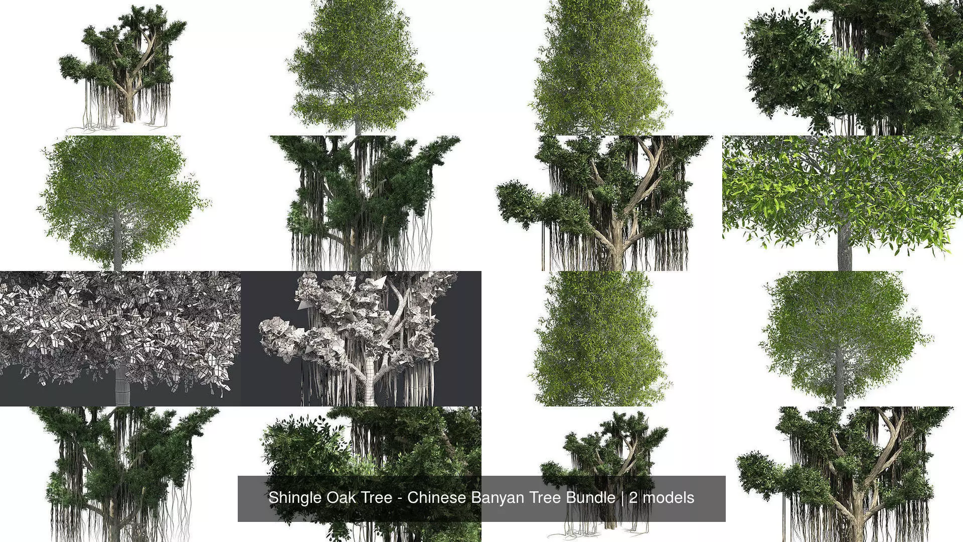 Shingle Oak Tree - Chinese Banyan Tree Bundle 3D Model Collection_0