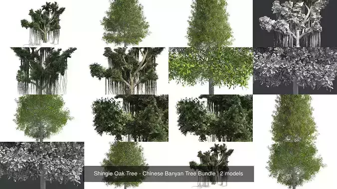 Shingle Oak Tree - Chinese Banyan Tree Bundle