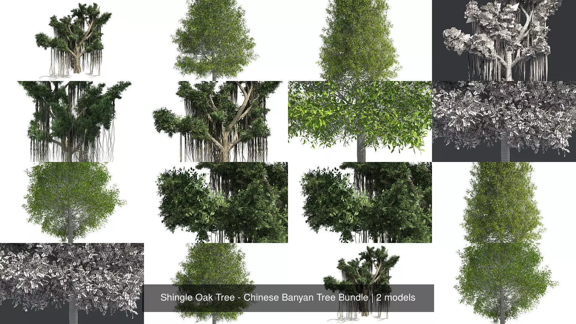 Shingle Oak Tree - Chinese Banyan Tree Bundle 3D Model Collection_1