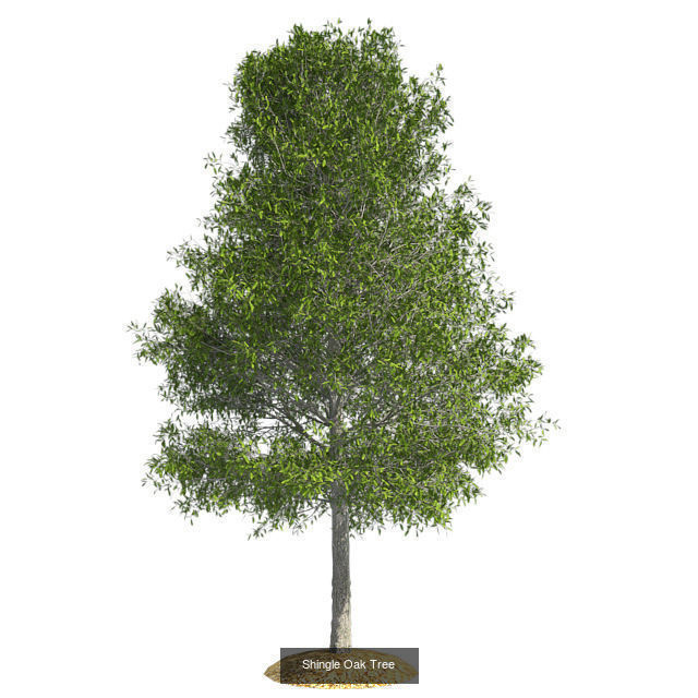 Shingle Oak Tree - Chinese Banyan Tree Bundle 3D Model Collection_3