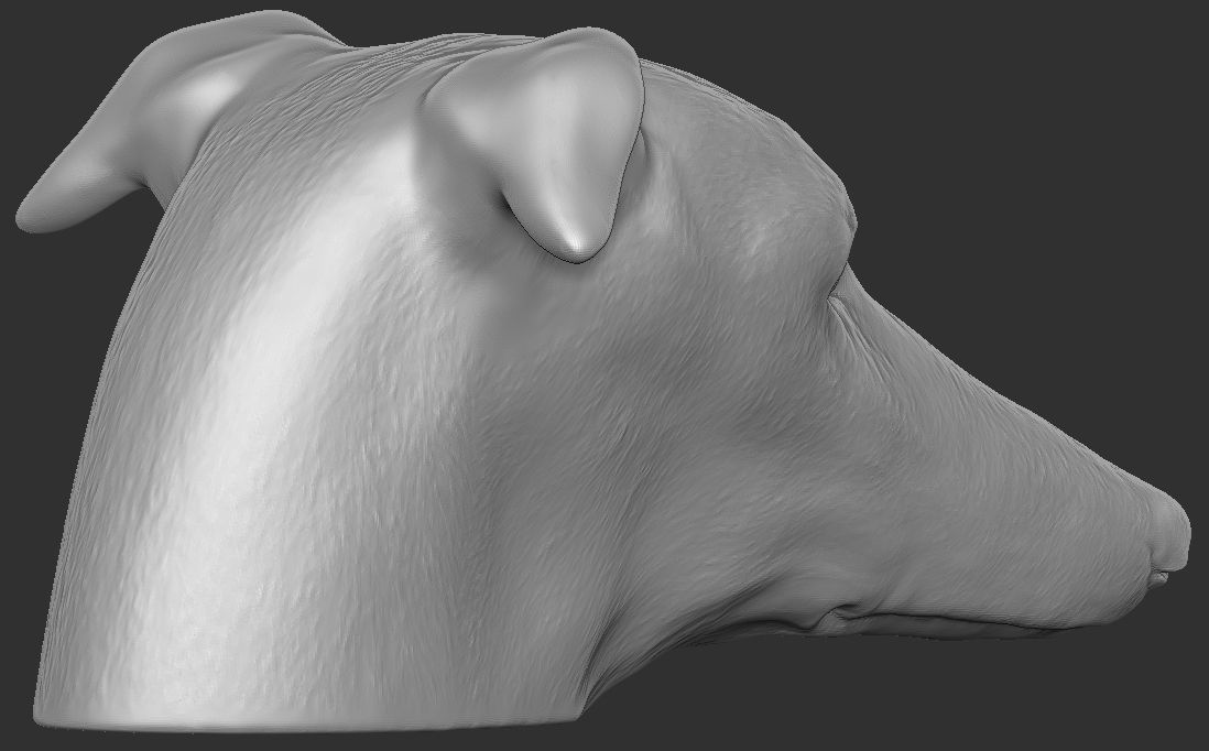 Greyhound dog head for 3D printing 3D print model_11