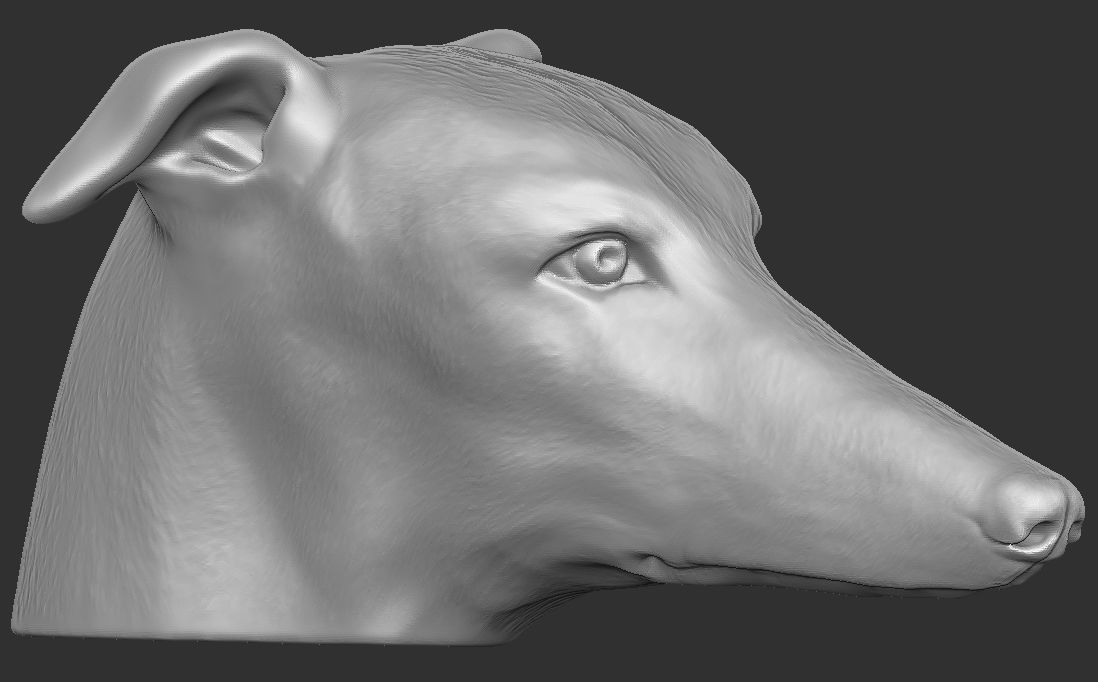 Greyhound dog head for 3D printing 3D print model_8