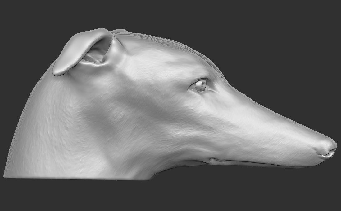 Greyhound dog head for 3D printing 3D print model_9