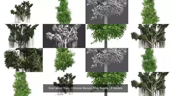 Sour wood Tree - Chinese Banyan Tree Bundle 3D Model Collection