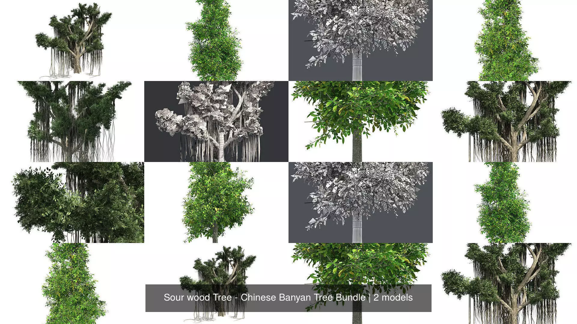 Sour wood Tree - Chinese Banyan Tree Bundle 3D Model Collection_0