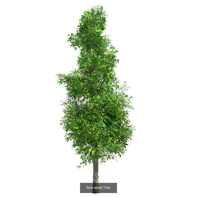 Sour wood Tree - Chinese Banyan Tree Bundle 3D Model Collection_2