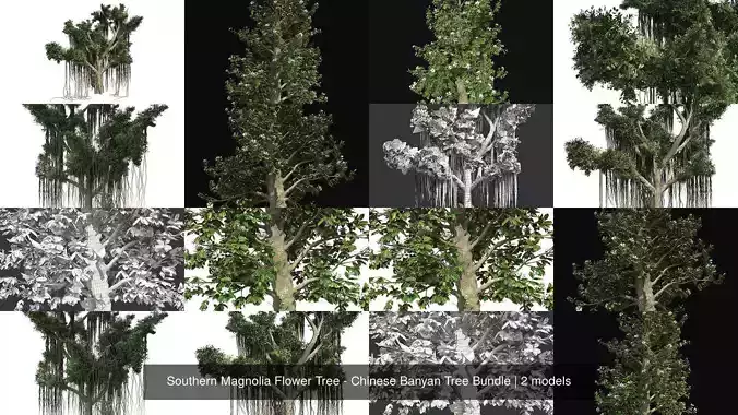 Southern Magnolia Flower Tree - Chinese Banyan Tree Bundle 3D Model Collection