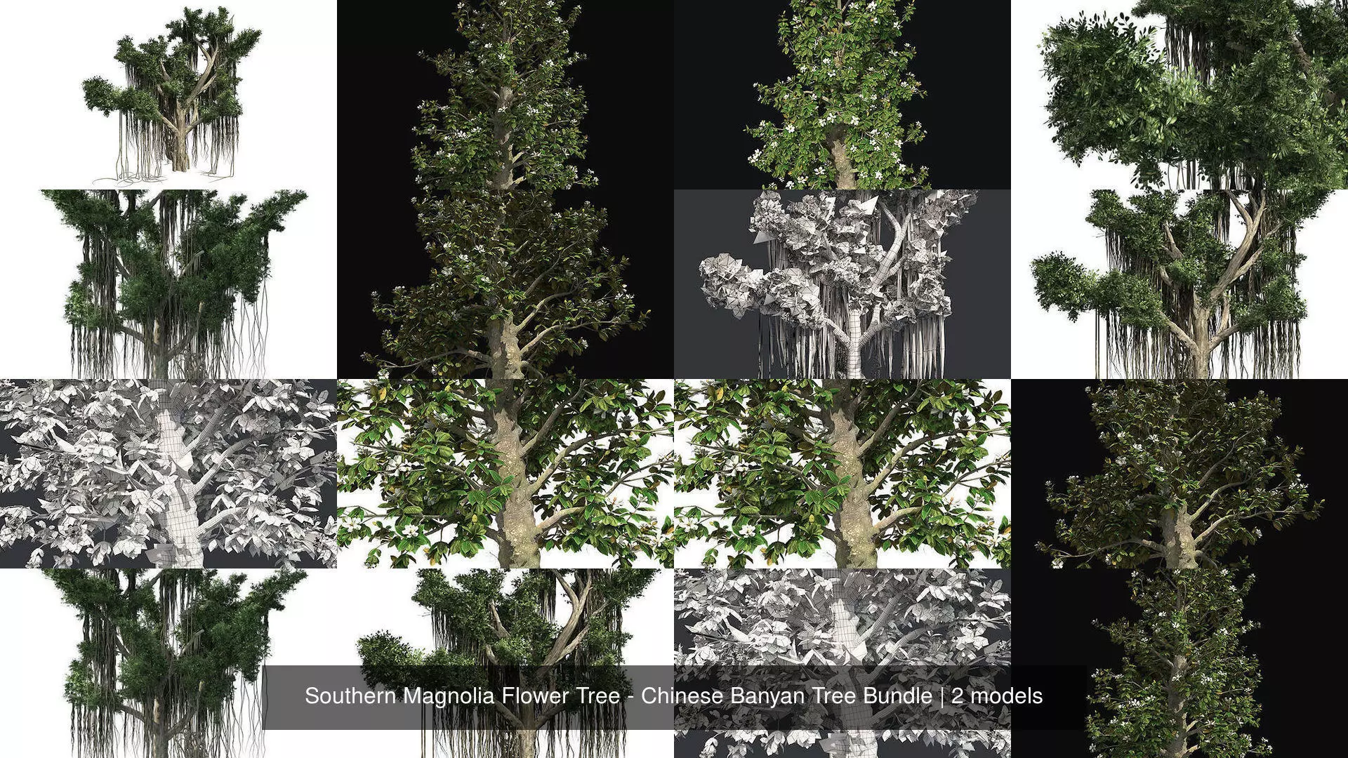 Southern Magnolia Flower Tree - Chinese Banyan Tree Bundle 3D Model Collection_0