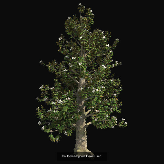 Southern Magnolia Flower Tree - Chinese Banyan Tree Bundle 3D Model Collection_2