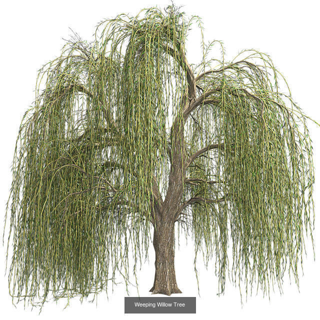Weeping Willow Tree - Chinese Banyan Tree Bundle 3D Model Collection_2