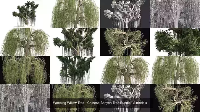 Weeping Willow Tree - Chinese Banyan Tree Bundle 3D Model Collection