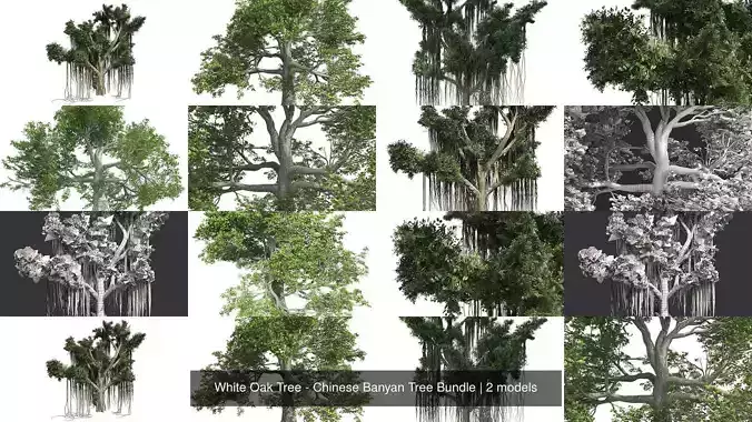 White Oak Tree - Chinese Banyan Tree Bundle 3D Model Collection