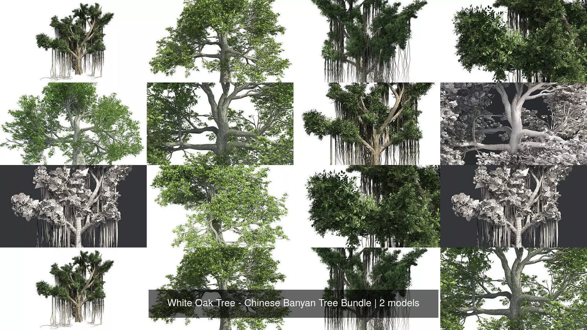 White Oak Tree - Chinese Banyan Tree Bundle 3D Model Collection_0