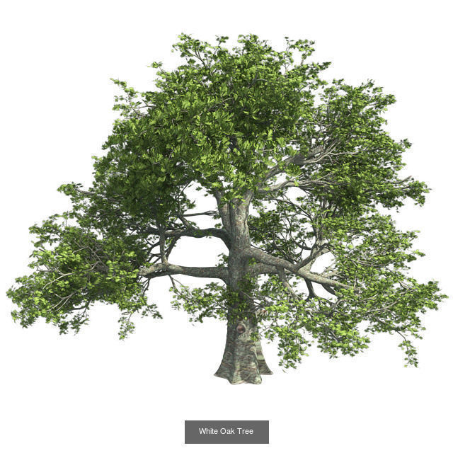 White Oak Tree - Chinese Banyan Tree Bundle 3D Model Collection_2