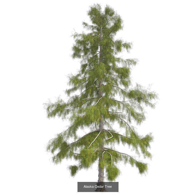 Chinese Banyan Tree - Chinese Banyan Tree Bundle 3D Model Collection_2