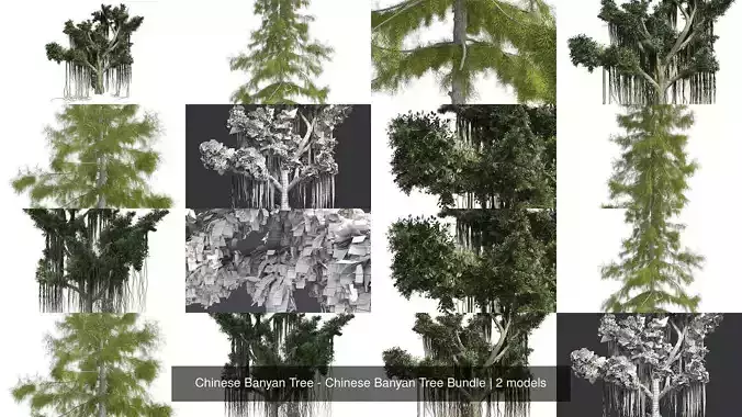 Chinese Banyan Tree - Chinese Banyan Tree Bundle 3D Model Collection