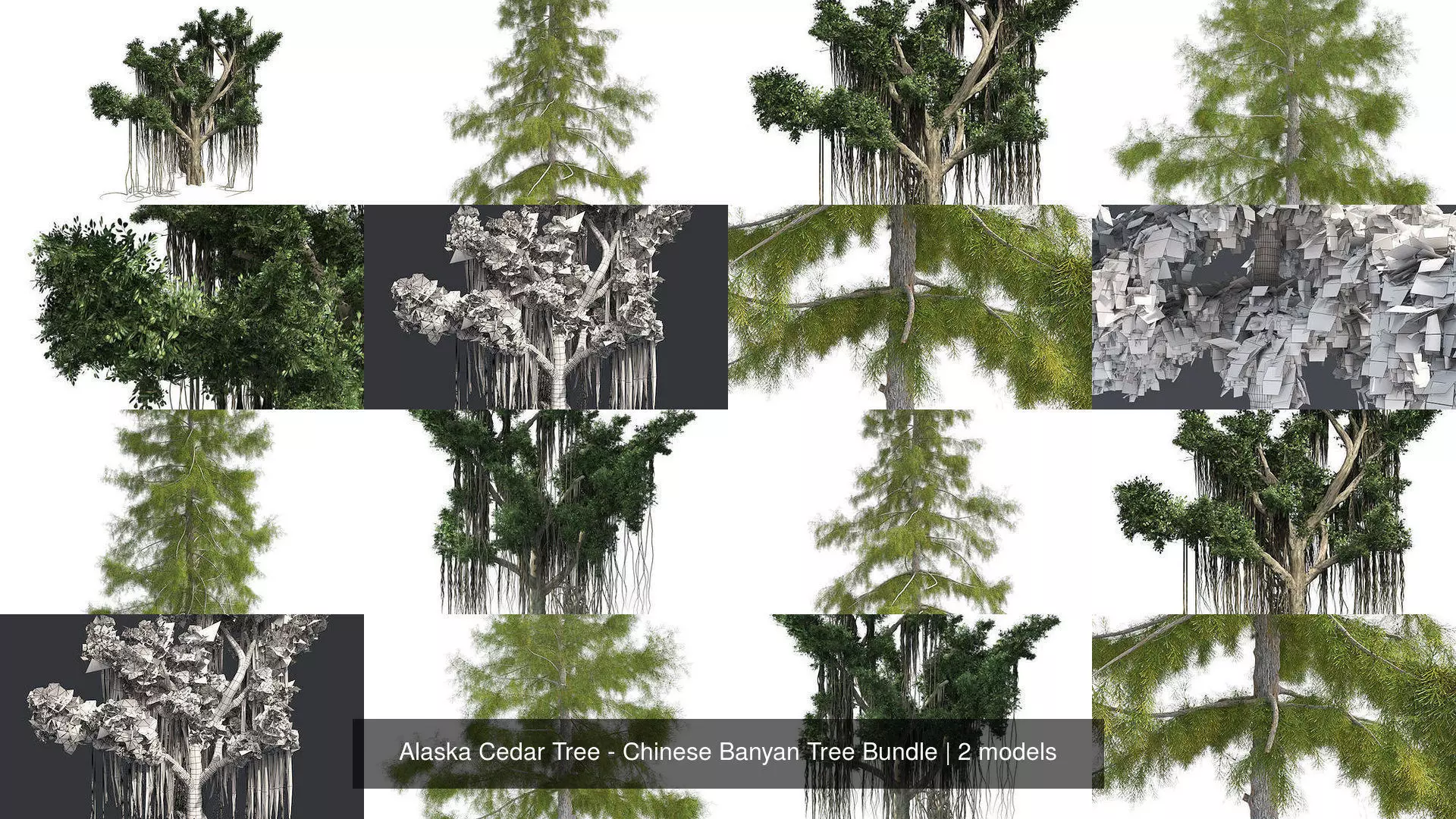 Alaska Cedar Tree - Chinese Banyan Tree Bundle 3D Model Collection_0
