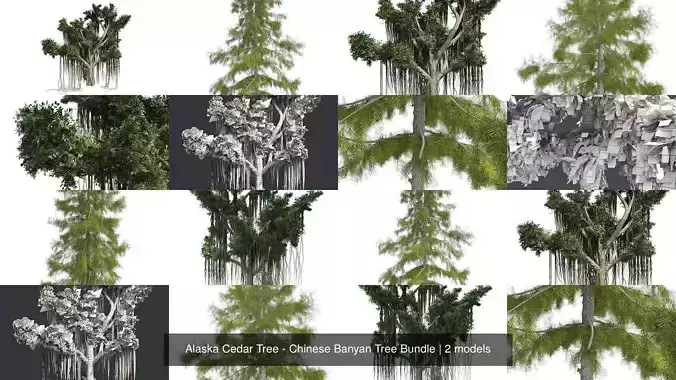 Alaska Cedar Tree - Chinese Banyan Tree Bundle 3D Model Collection
