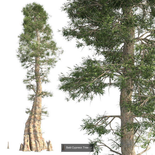 Bald Cypress Tree - Chinese Banyan Tree Bundle 3D Model Collection_2