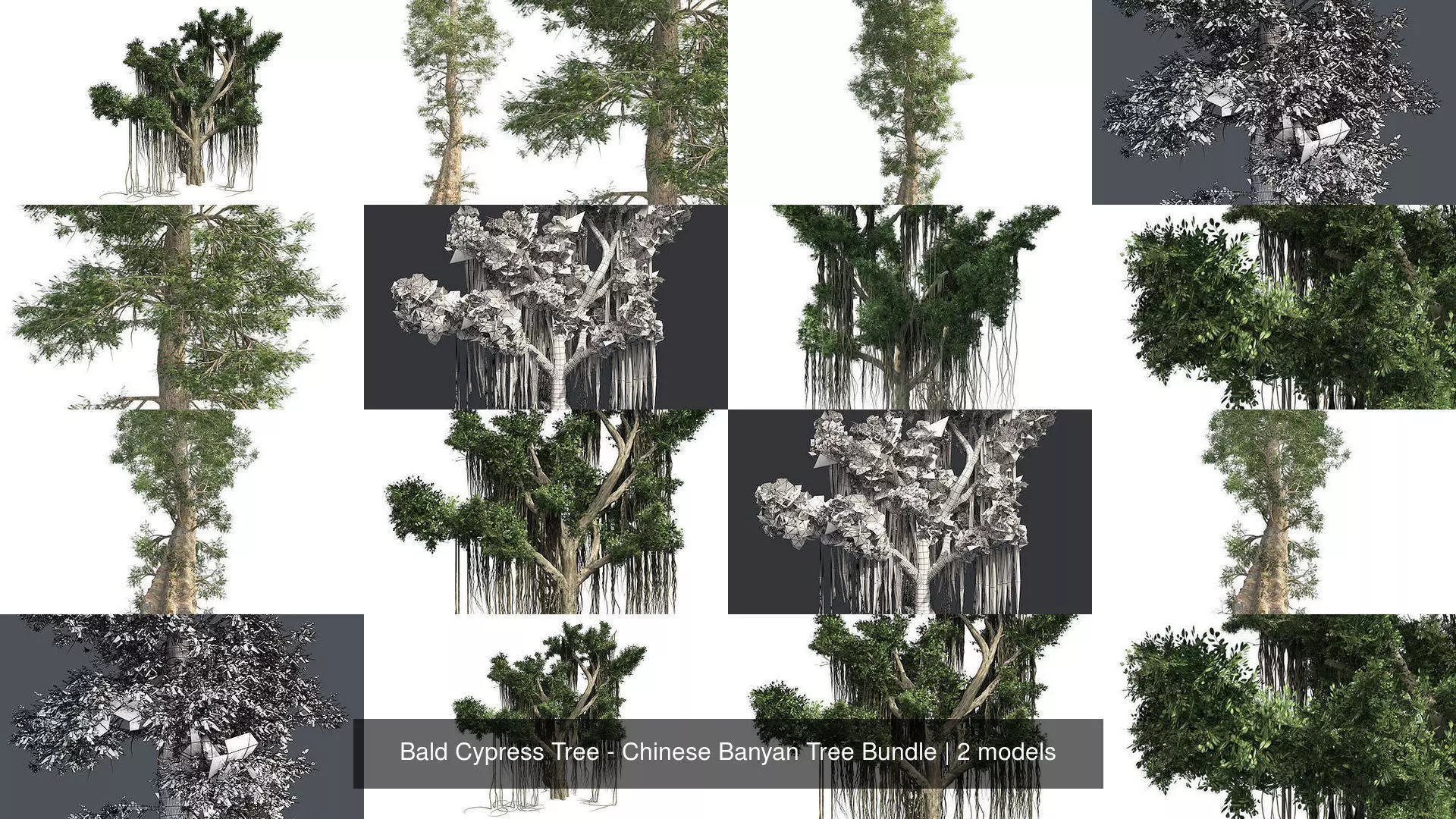 Bald Cypress Tree - Chinese Banyan Tree Bundle 3D Model Collection_0