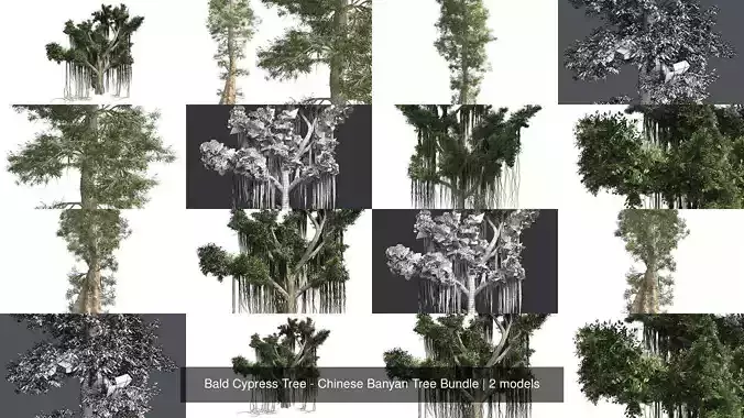 Bald Cypress Tree - Chinese Banyan Tree Bundle 3D Model Collection