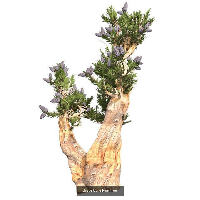 Bristle Cone Pine Tree - Chinese Banyan Tree Bundle 3D Model Collection_2