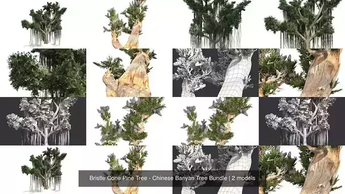 Bristle Cone Pine Tree - Chinese Banyan Tree Bundle 3D Model Collection