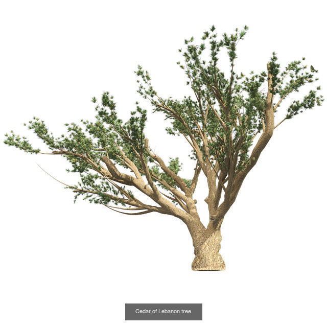 Cedar of Lebanon tree - Chinese Banyan Tree Bundle 3D Model Collection_2