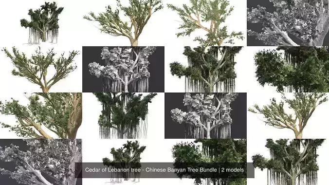 Cedar of Lebanon tree - Chinese Banyan Tree Bundle 3D Model Collection