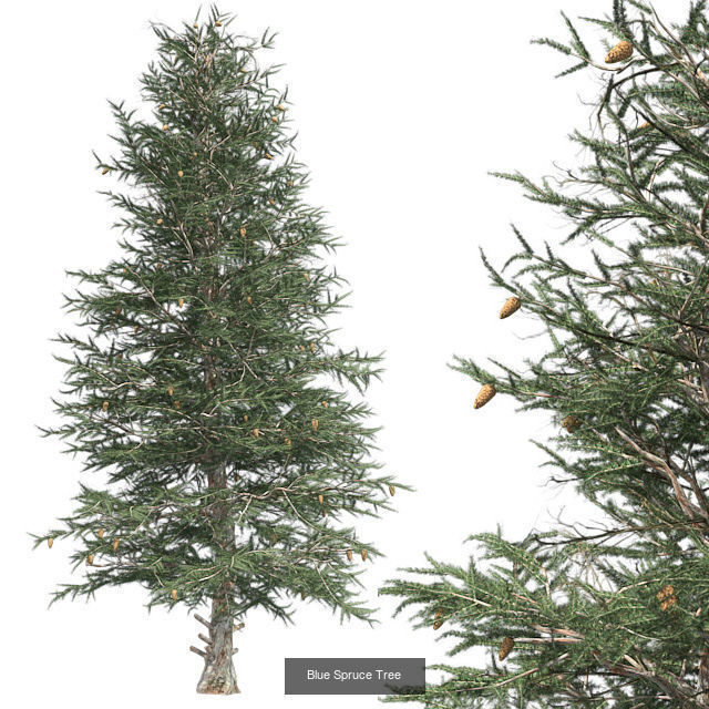 Blue Spruce Tree - Chinese Banyan Tree Bundle 3D Model Collection_2