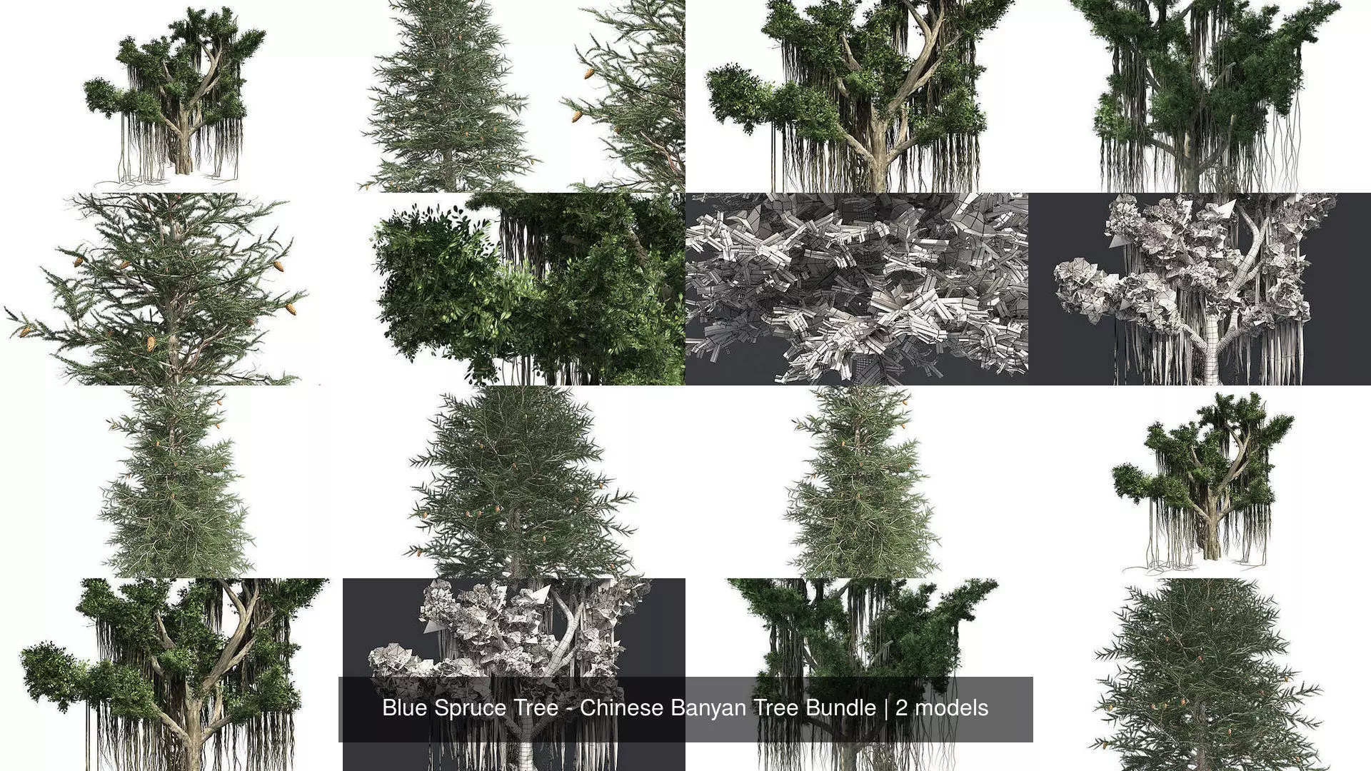 Blue Spruce Tree - Chinese Banyan Tree Bundle 3D Model Collection_0