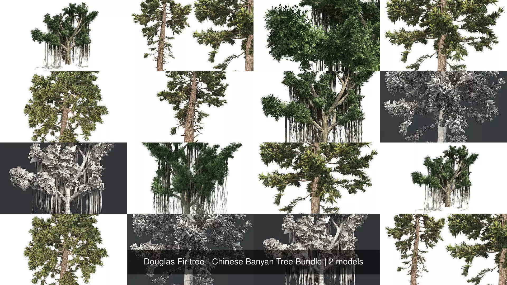 Douglas Fir tree - Chinese Banyan Tree Bundle 3D Model Collection_0