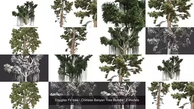 Douglas Fir tree - Chinese Banyan Tree Bundle 3D Model Collection