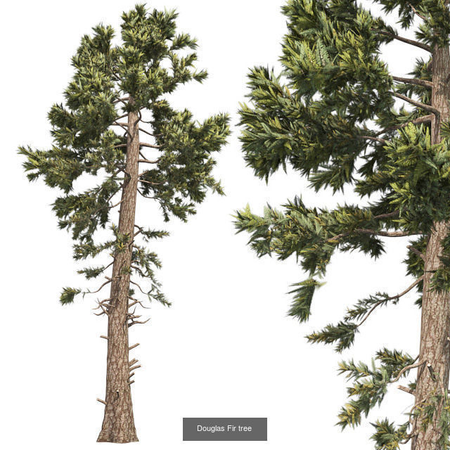 Douglas Fir tree - Chinese Banyan Tree Bundle 3D Model Collection_2