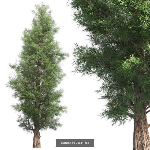Eastern Red Cedar Tree - Chinese Banyan Tree Bundle 3D Model Collection_2
