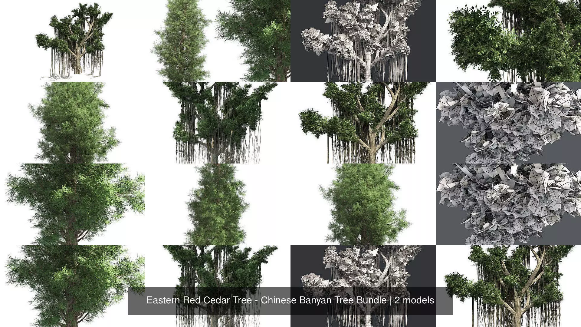 Eastern Red Cedar Tree - Chinese Banyan Tree Bundle 3D Model Collection_0
