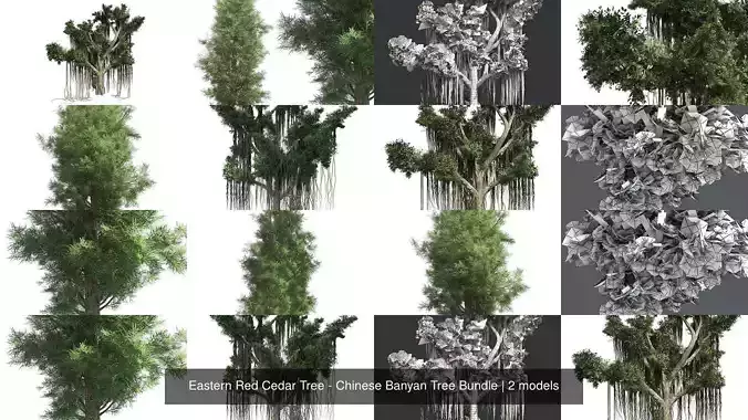 Eastern Red Cedar Tree - Chinese Banyan Tree Bundle 3D Model Collection