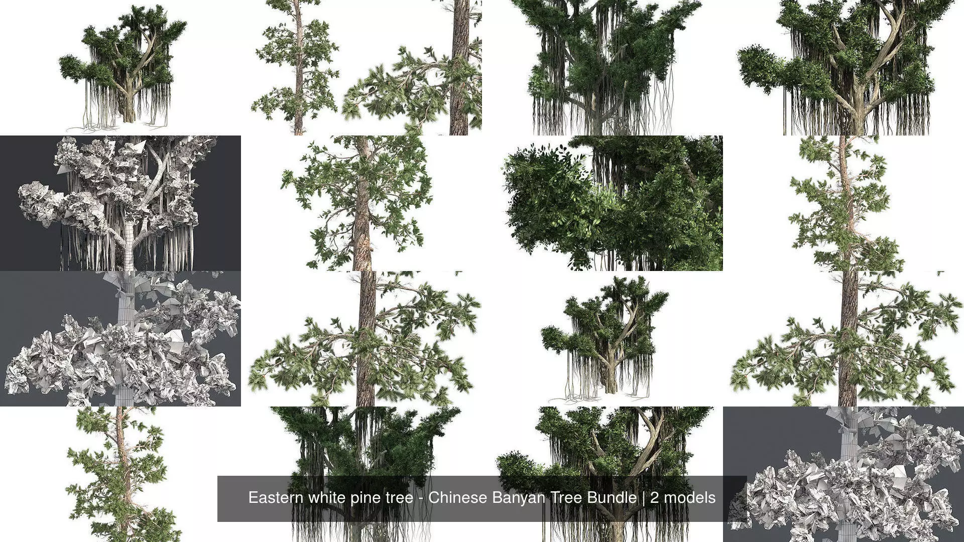 Eastern white pine tree - Chinese Banyan Tree Bundle 3D Model Collection_0
