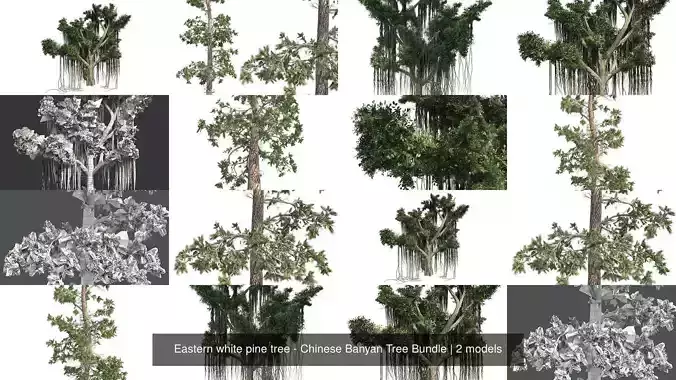 Eastern white pine tree - Chinese Banyan Tree Bundle 3D Model Collection