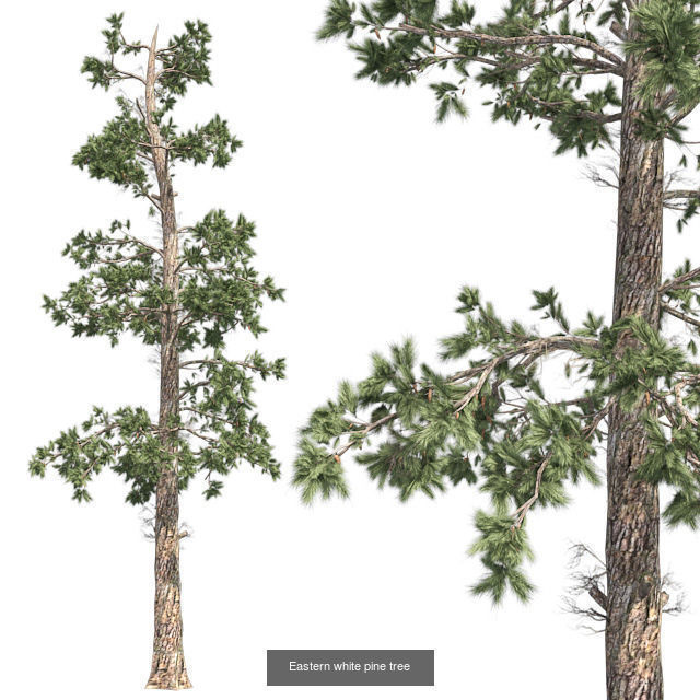 Eastern white pine tree - Chinese Banyan Tree Bundle 3D Model Collection_2