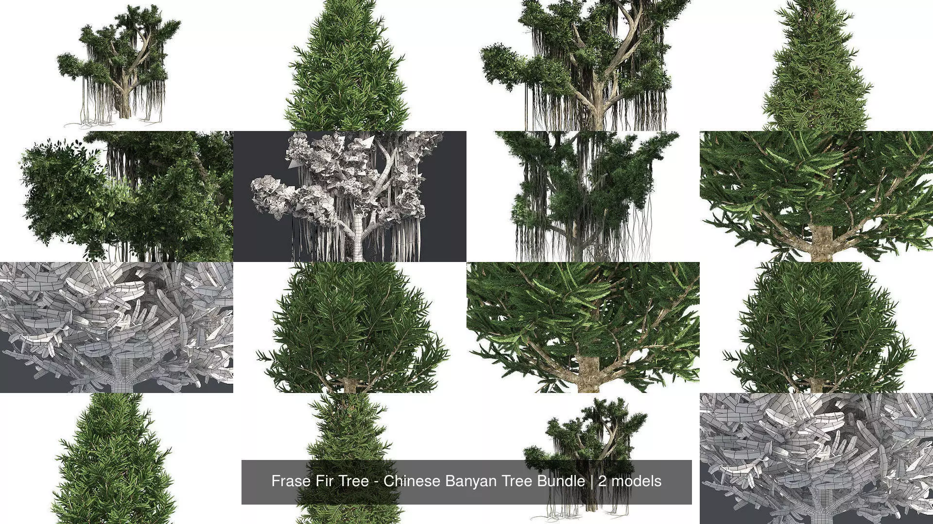 Frase Fir Tree - Chinese Banyan Tree Bundle 3D Model Collection_0