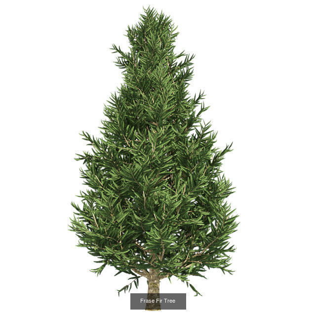 Frase Fir Tree - Chinese Banyan Tree Bundle 3D Model Collection_2