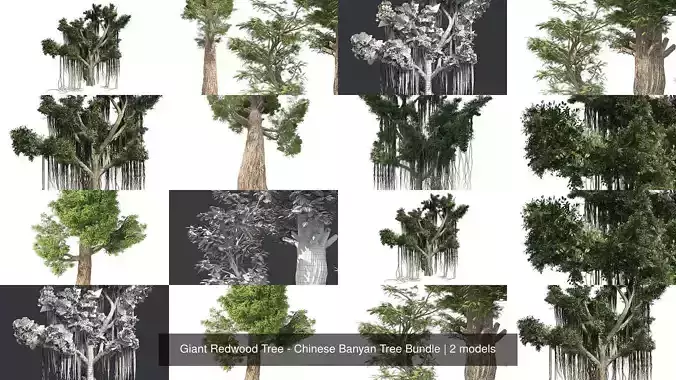 Giant Redwood Tree - Chinese Banyan Tree Bundle 3D Model Collection
