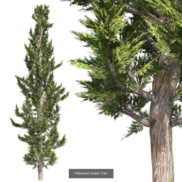 Hollywood Juniper Tree - Chinese Banyan Tree Bundle 3D Model Collection_2