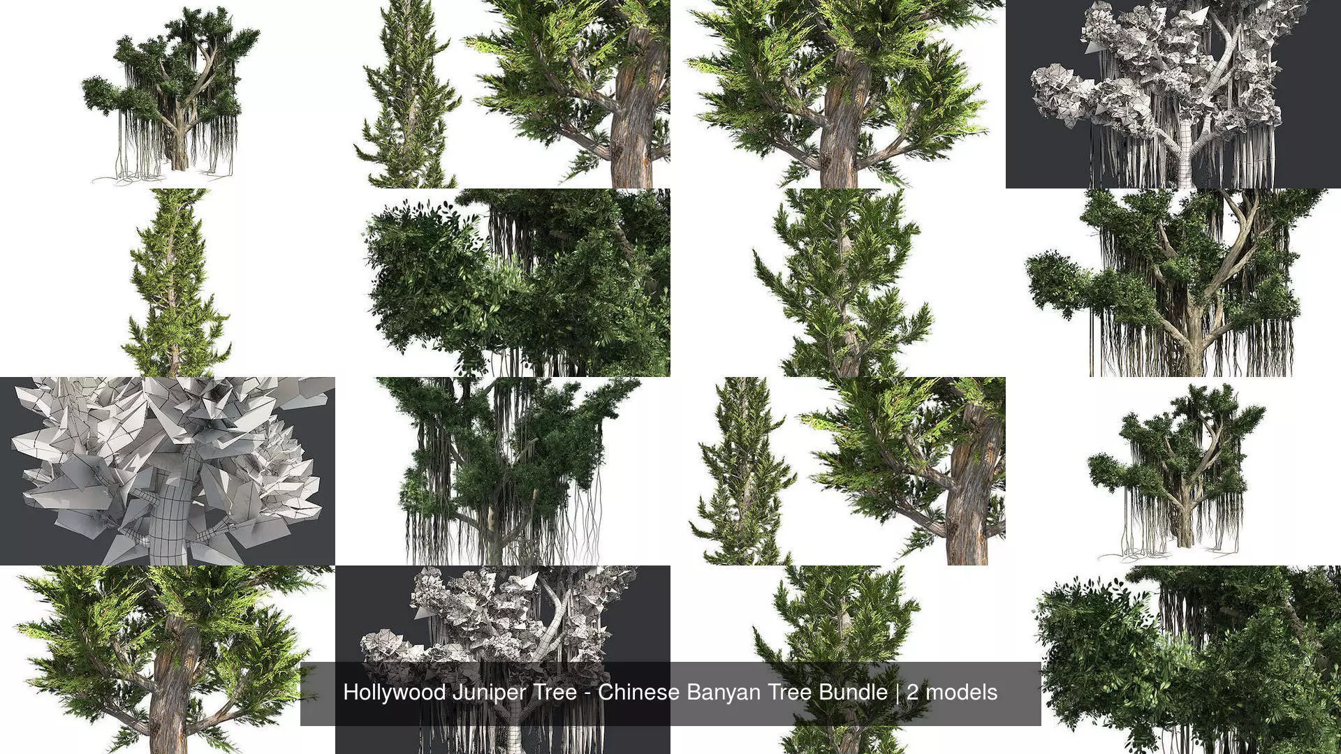 Hollywood Juniper Tree - Chinese Banyan Tree Bundle 3D Model Collection_0
