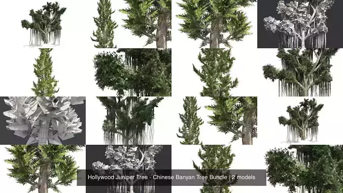 Hollywood Juniper Tree - Chinese Banyan Tree Bundle 3D Model Collection