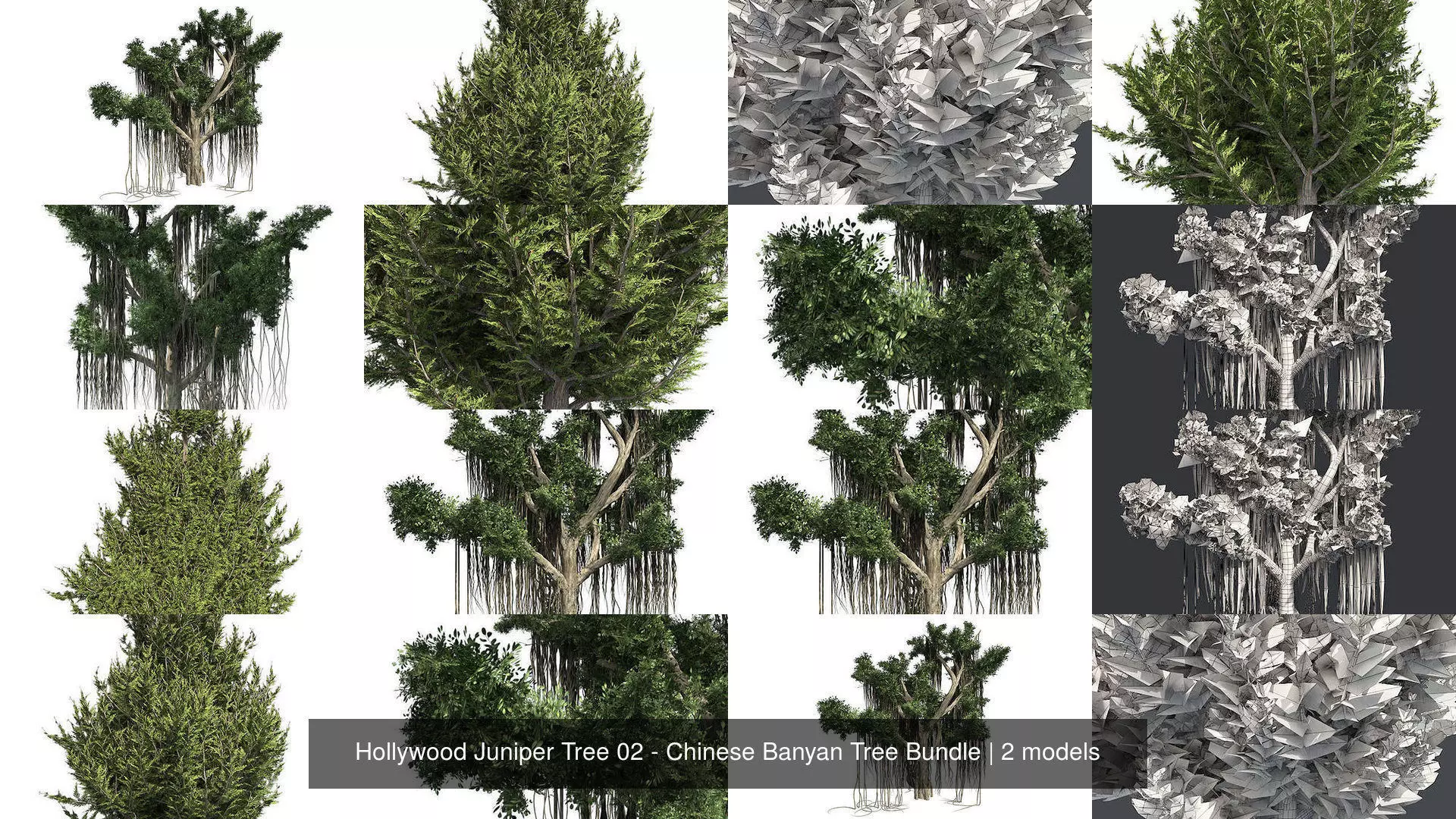 Hollywood Juniper Tree 02 - Chinese Banyan Tree Bundle 3D Model Collection_0