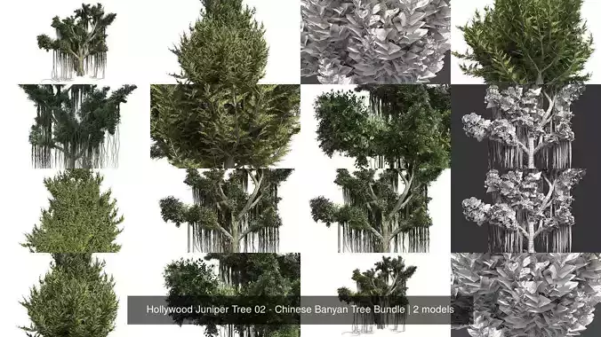Hollywood Juniper Tree 02 - Chinese Banyan Tree Bundle 3D Model Collection