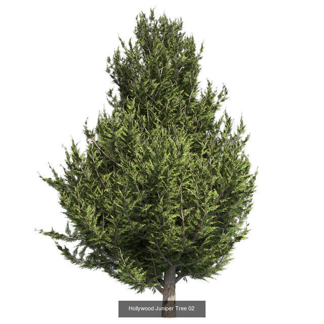 Hollywood Juniper Tree 02 - Chinese Banyan Tree Bundle 3D Model Collection_2